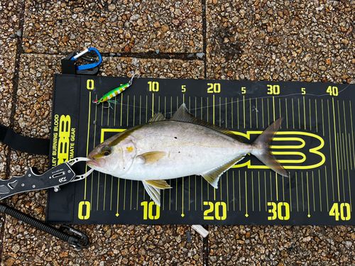 ショゴの釣果