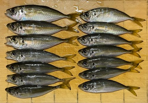 アジの釣果