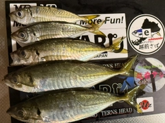 マアジの釣果