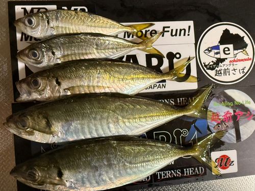 マアジの釣果