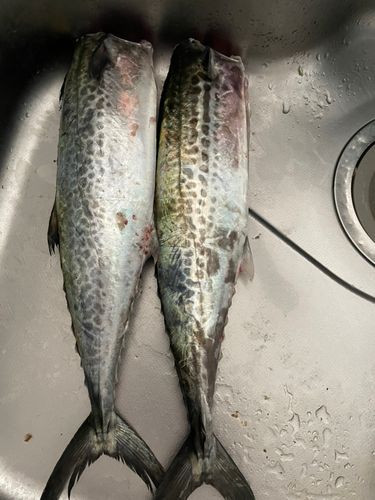 サゴシの釣果