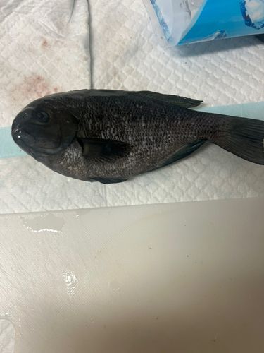 メジナの釣果