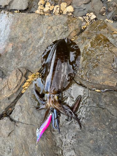 アオリイカの釣果