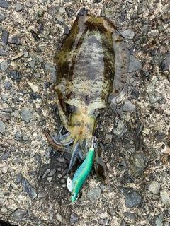 アオリイカの釣果