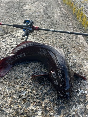 アブラコの釣果