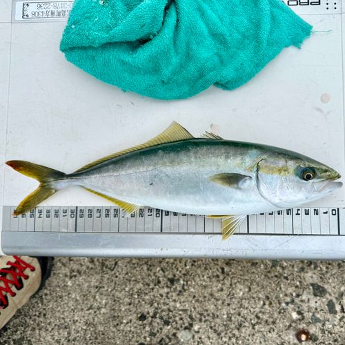 イナダの釣果