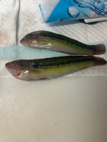 キュウセンの釣果