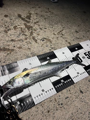 サゴシの釣果