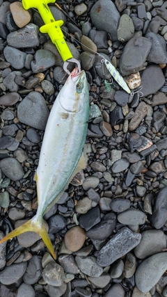 ワカシの釣果