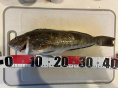 アイナメの釣果