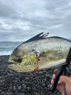 シイラの釣果