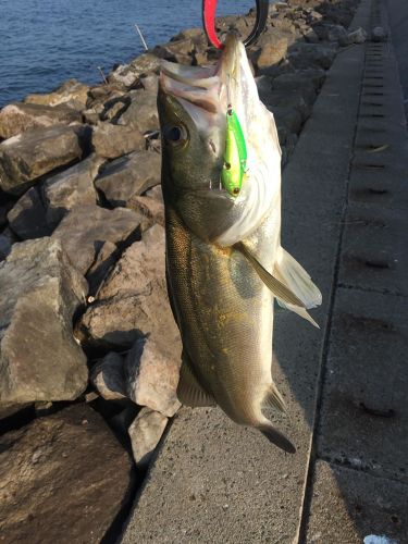 シーバスの釣果