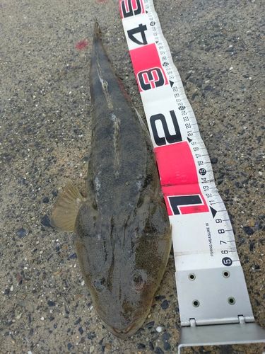 マゴチの釣果