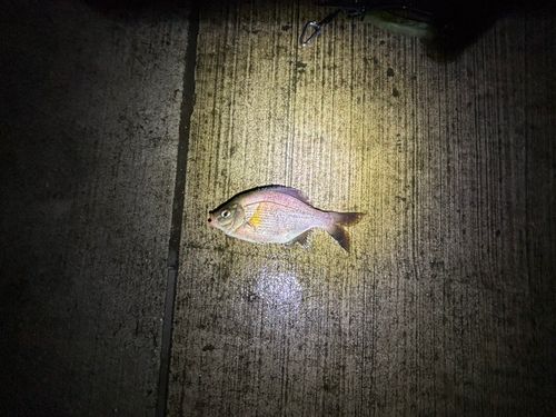 ウミタナゴの釣果