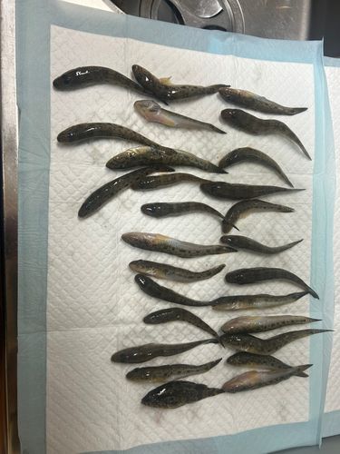 ハゼの釣果