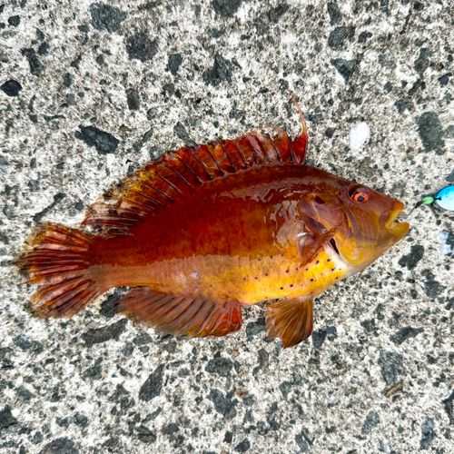 オハグロベラの釣果