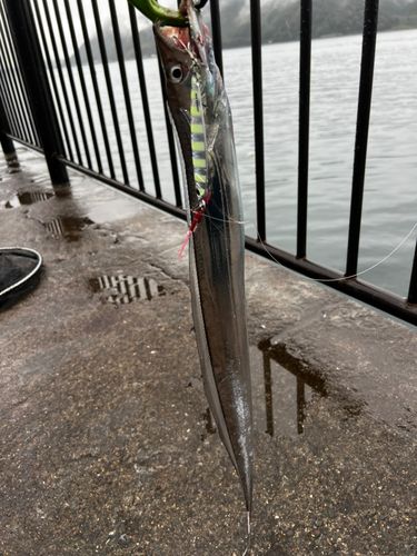 タチウオの釣果