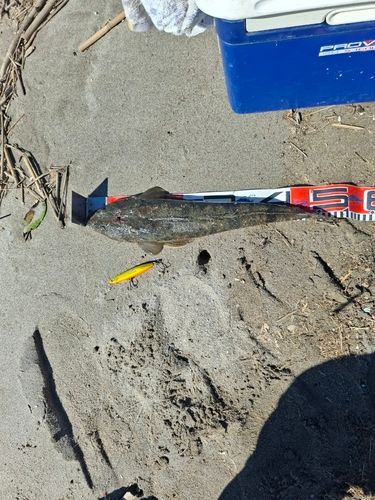 マゴチの釣果