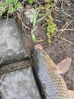 コイの釣果