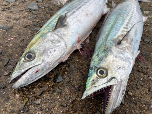 サゴシの釣果