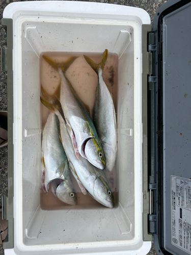 ハマチの釣果