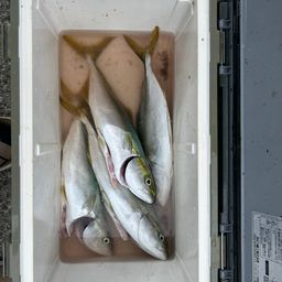 ハマチ