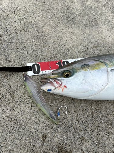 ハマチの釣果