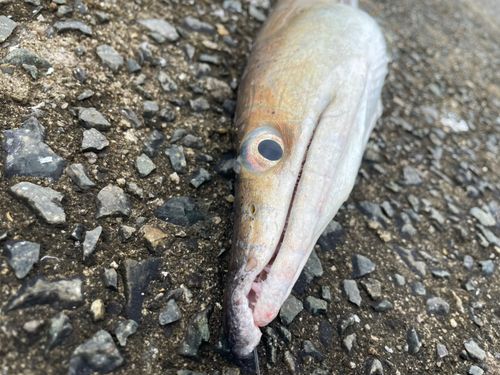 ハモの釣果