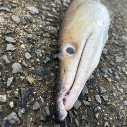 ハモ