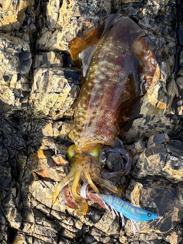 アオリイカの釣果