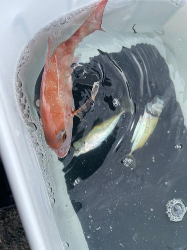 チャリコの釣果