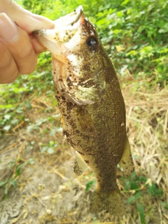 ラージマウスバスの釣果