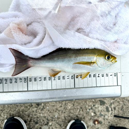 イサキの釣果