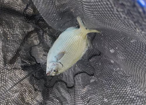 イスズミの釣果