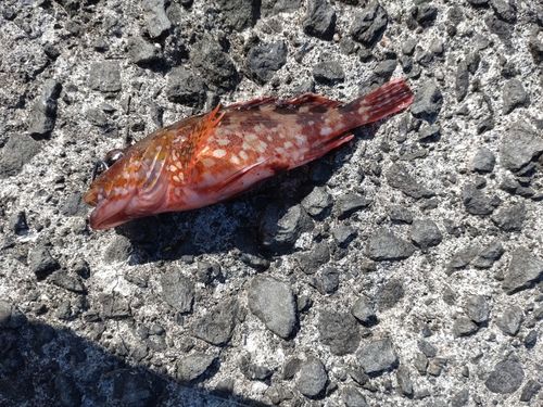 カサゴの釣果