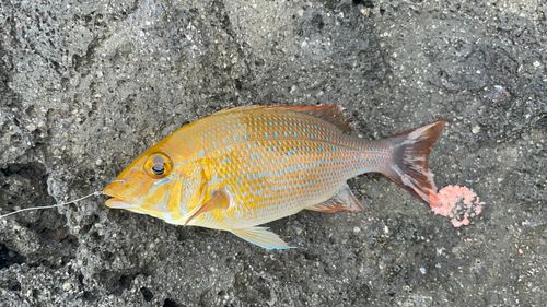フエフキダイの釣果
