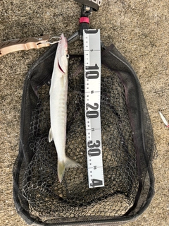 オニカマスの釣果