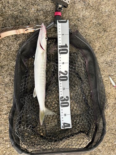 オニカマスの釣果