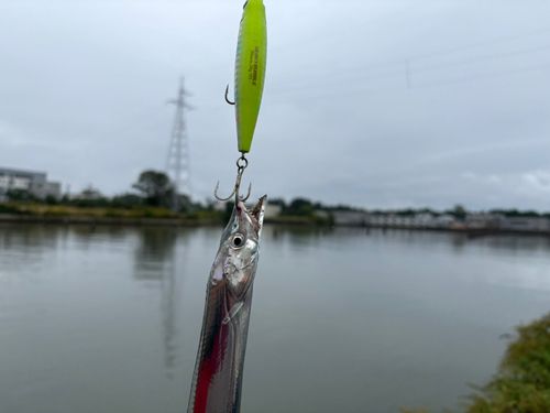タチウオの釣果