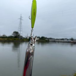 タチウオ