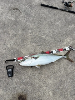ブリの釣果