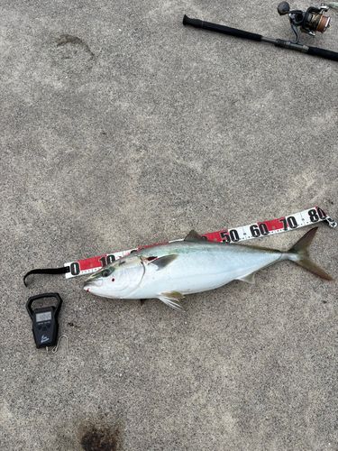 ブリの釣果