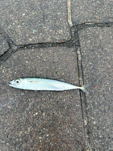 サバの釣果