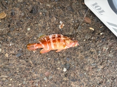 アカハタの釣果