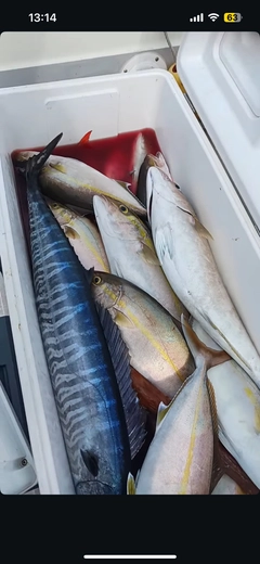 ネリゴの釣果