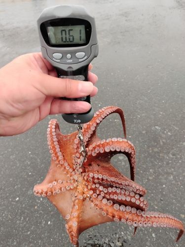 タコの釣果