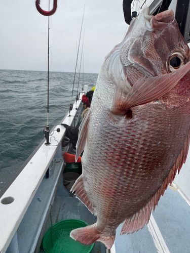 マダイの釣果