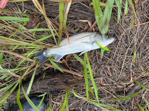 マルスズキの釣果