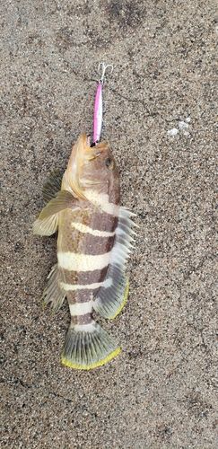 魚津漁港