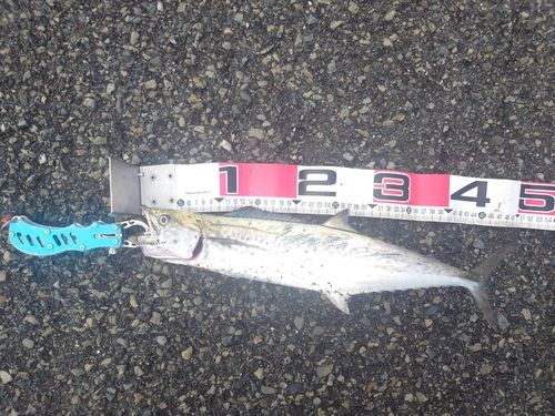 サゴシの釣果